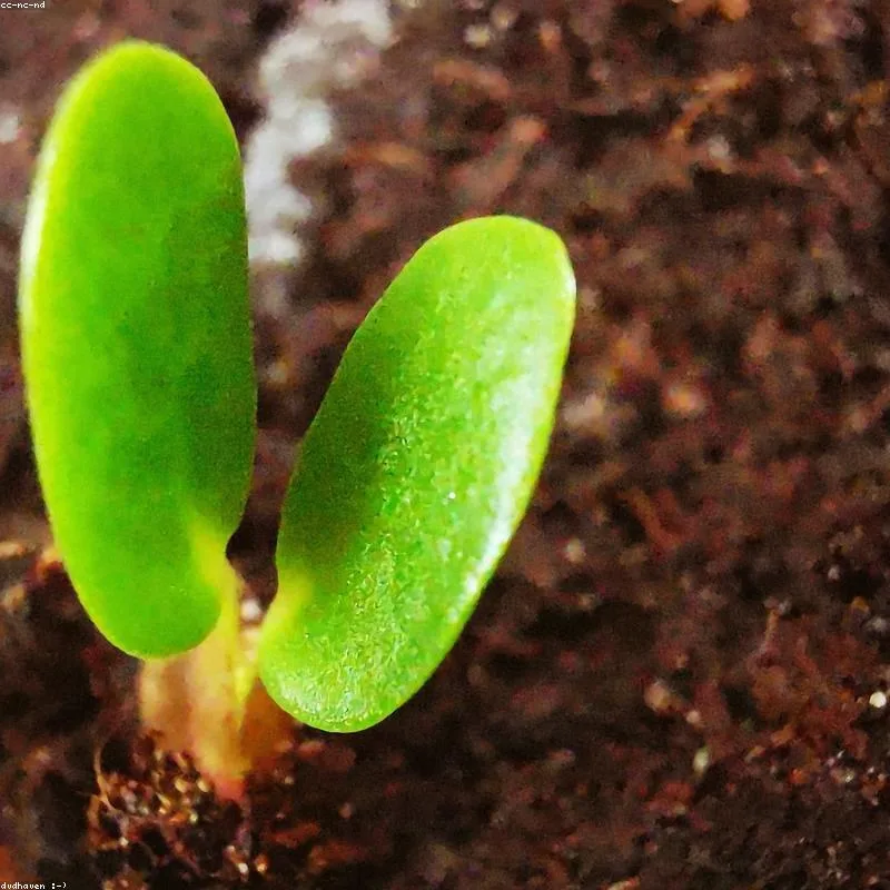 Ceibo joven en maceta — 3